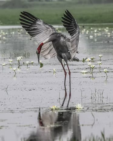 Flock of flamingos wading across a shallow lake