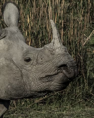 Elephants walking across the grasslands at sunrise