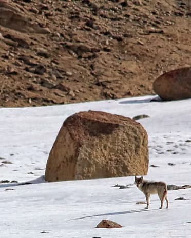 Open scrubland of the Deccan plateau at dawn