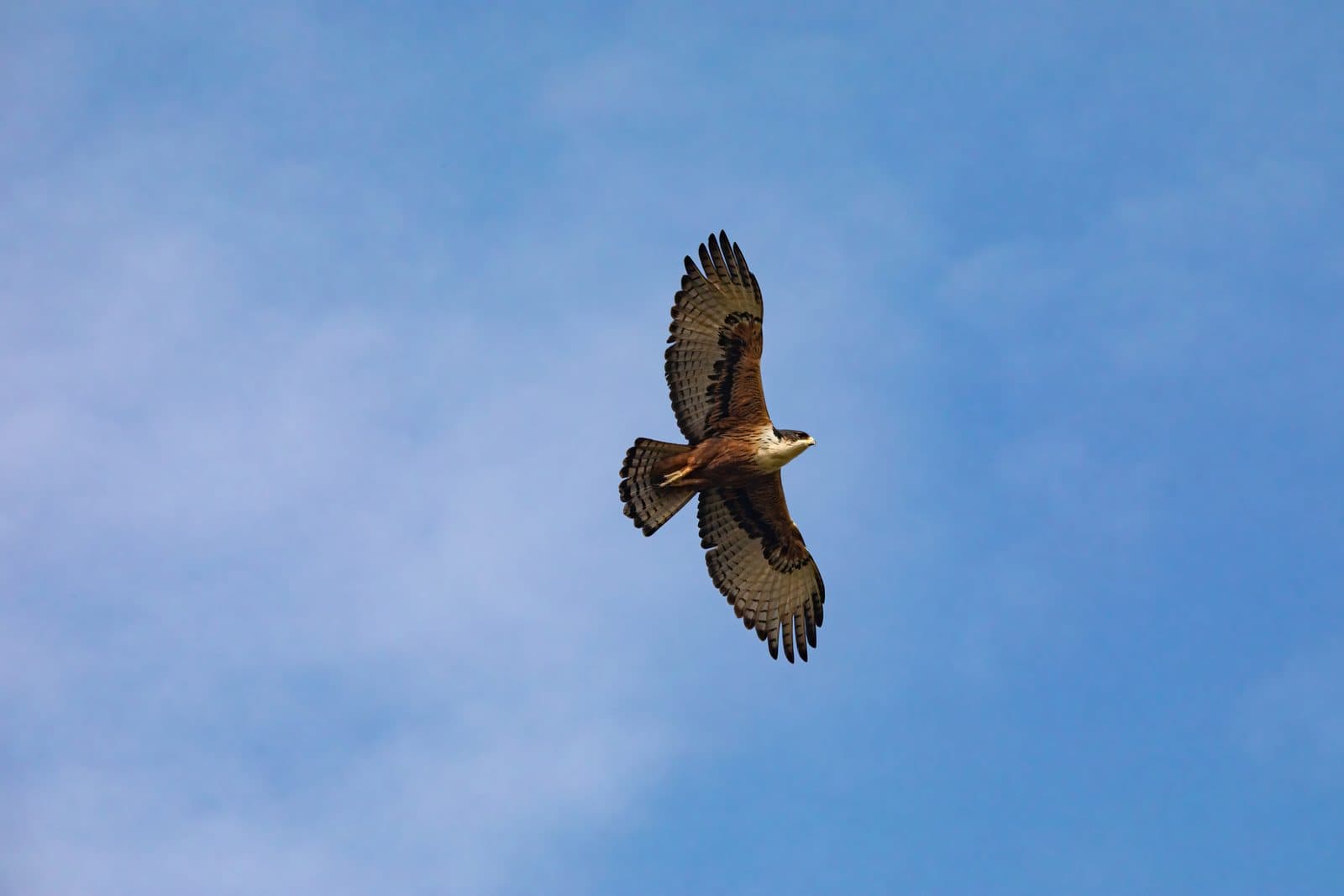 Safari jeep on a dusty track at golden hour
