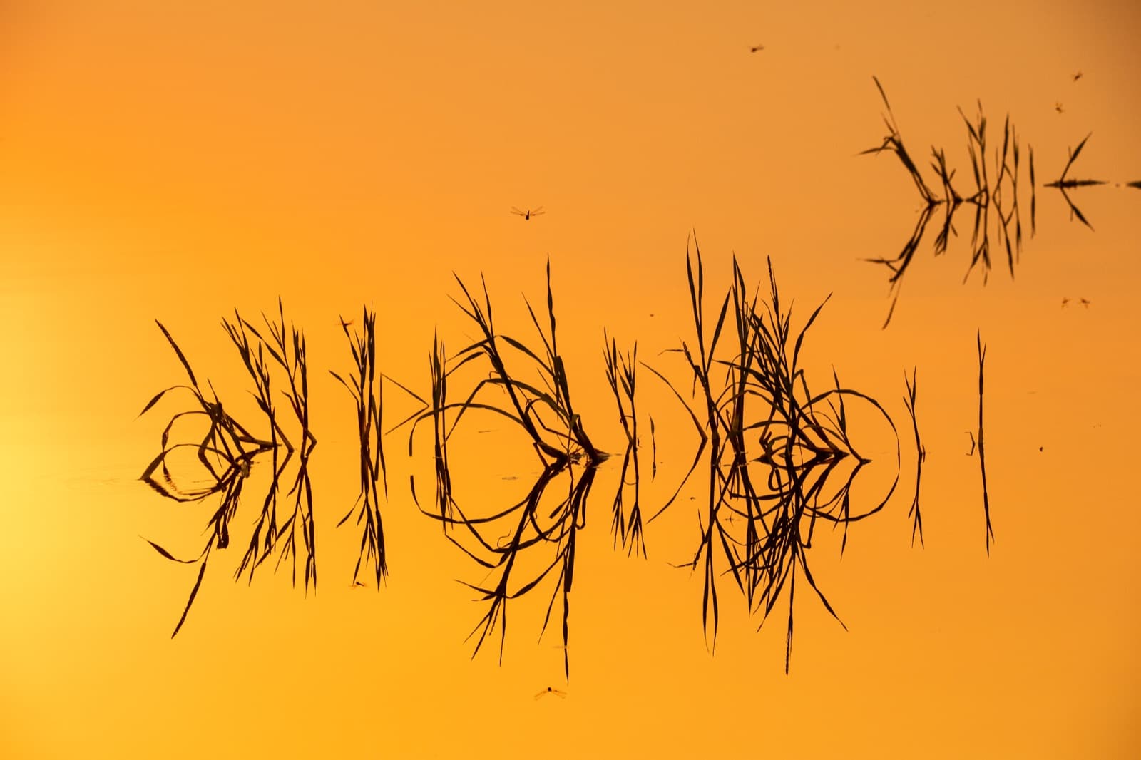 Safari jeep on a dusty track at golden hour