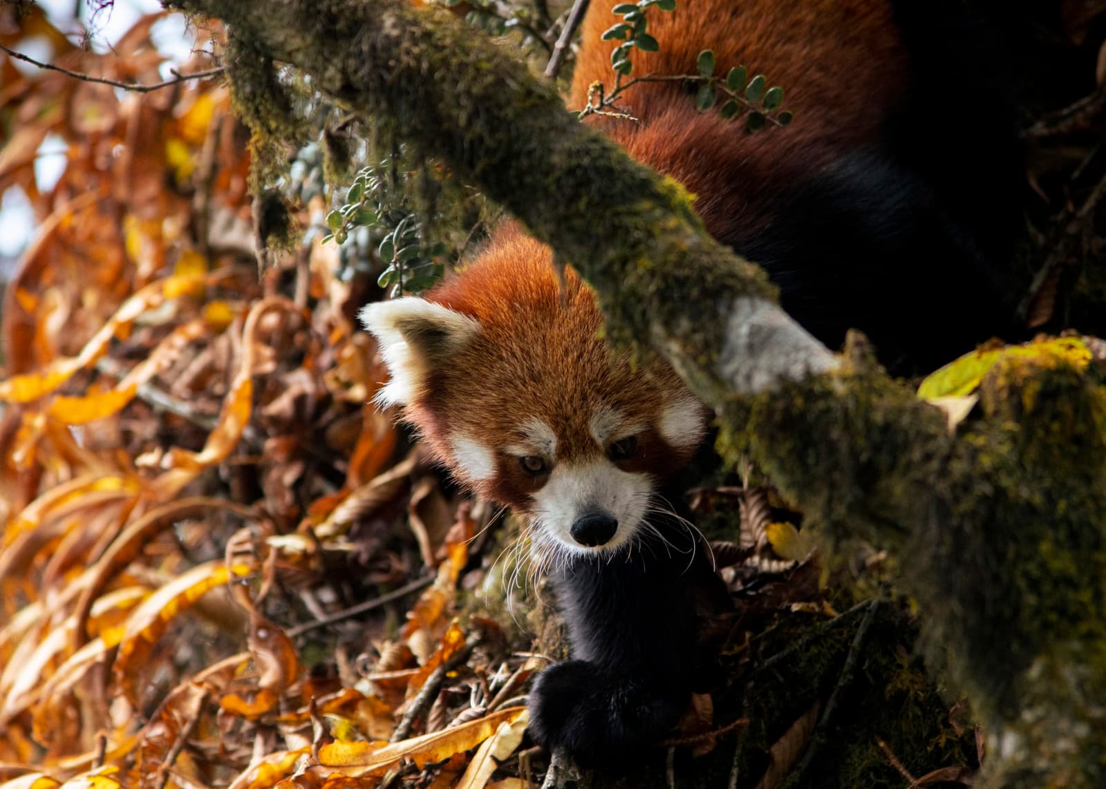 Dense rhododendron and bamboo forest in misty morning light