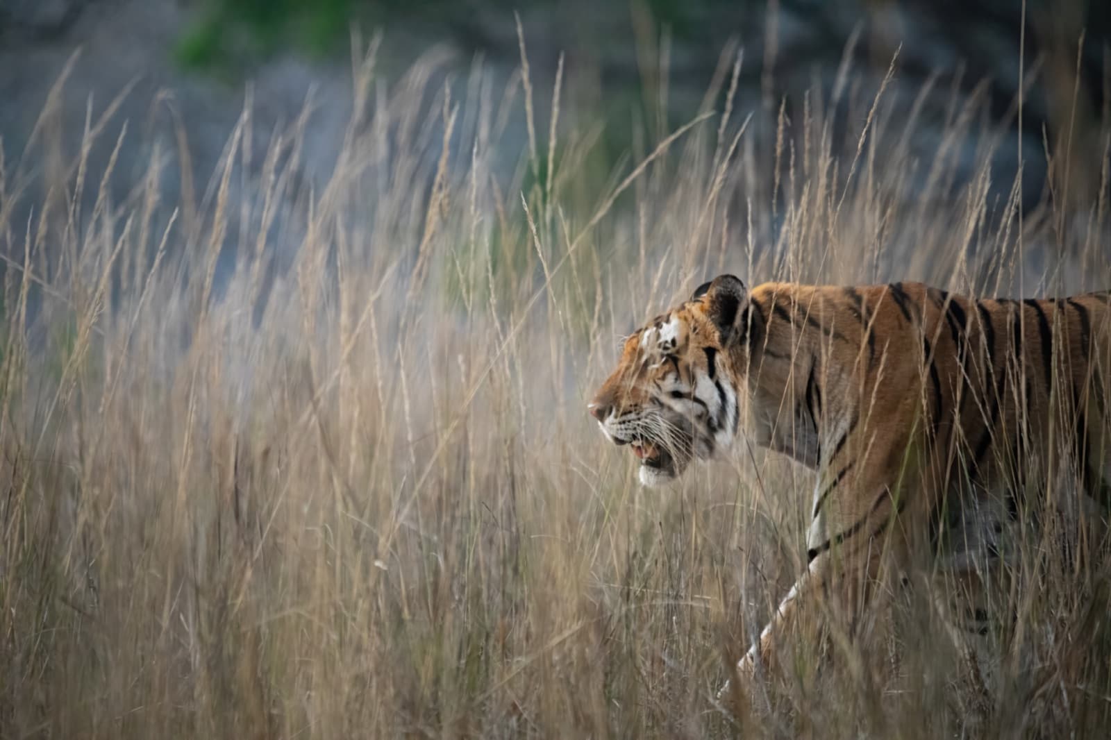 Bengal tiger walking through tall golden grass at dusk
